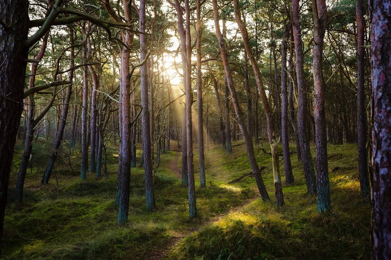 The Forbidden Forest